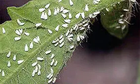 خبری از هجوم سفیدبالک ها به پایتخت نیست