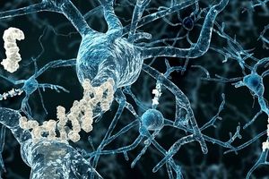 گونه جدیدی از نورون در مغز انسان کشف شد 