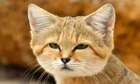 نبوغ باورنکردنی اهالی بشرویه در احترام به حقوق حیوانات