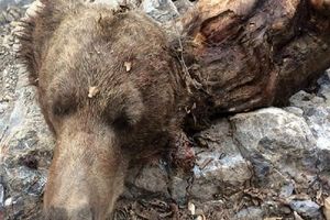 پیدا شدن لاشه دو فرد خرس قهوه ای در مرودشت