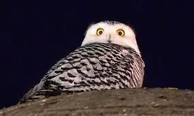 مهمانی ناخوانده‌ از قطب شمال؛ جغد برفی در واشنگتن پرسه می‌‌زند/ عکس