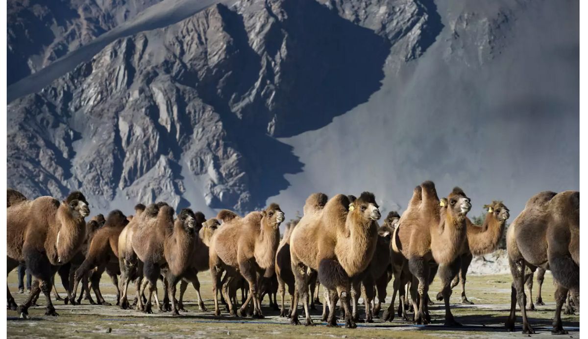 حقایقی جالب در مورد شتر‌ها که احتمالا نمی‌دانستید