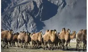 حقایقی جالب در مورد شتر‌ها که احتمالا نمی‌دانستید