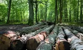 جنگلبانی ایران: کارخانه های سلولوزی به جان جنگل های کشور افتاده اند/ یک دهم کارگاههای چوب بری و دپوها مجوز ندارند