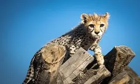 یوز‌های ایرانی محکوم به فنا هستند؟!