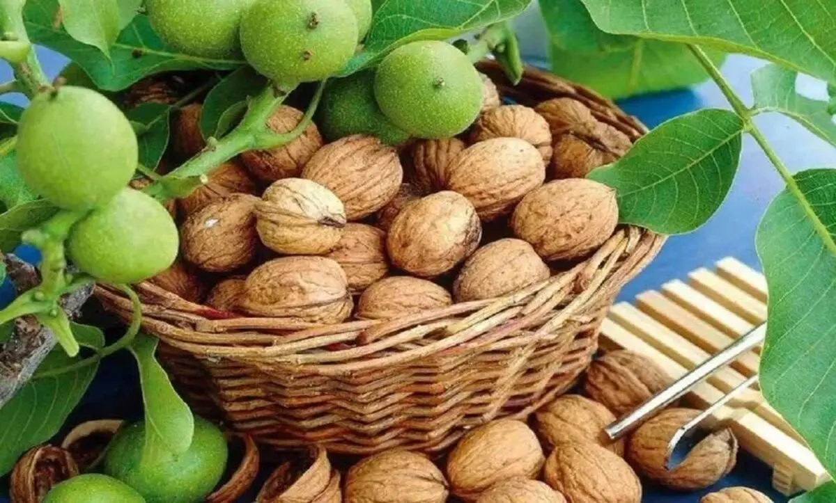 یک جان‌باخته و ۵۲ مصدوم در گردو تکانی استان همدان
