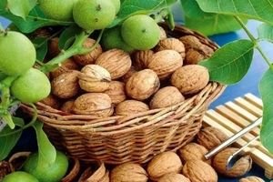 یک جان‌باخته و ۵۲ مصدوم در گردو تکانی استان همدان

