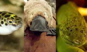 حیواناتی که معده‌شان را از دست داده‌اند!