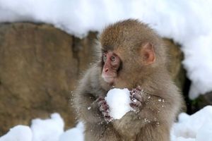 تصاویری جالب از برف بازی یک میمون/ ویدئو