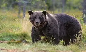 لحظه باورنکردنی شکار یک عقاب توسط خرس گرسنه در نوک درخت/ ویدئو