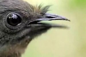 تلاش عجیب پرنده نر برای جلب توجه پرنده ماده با تقلید/ ویدئو