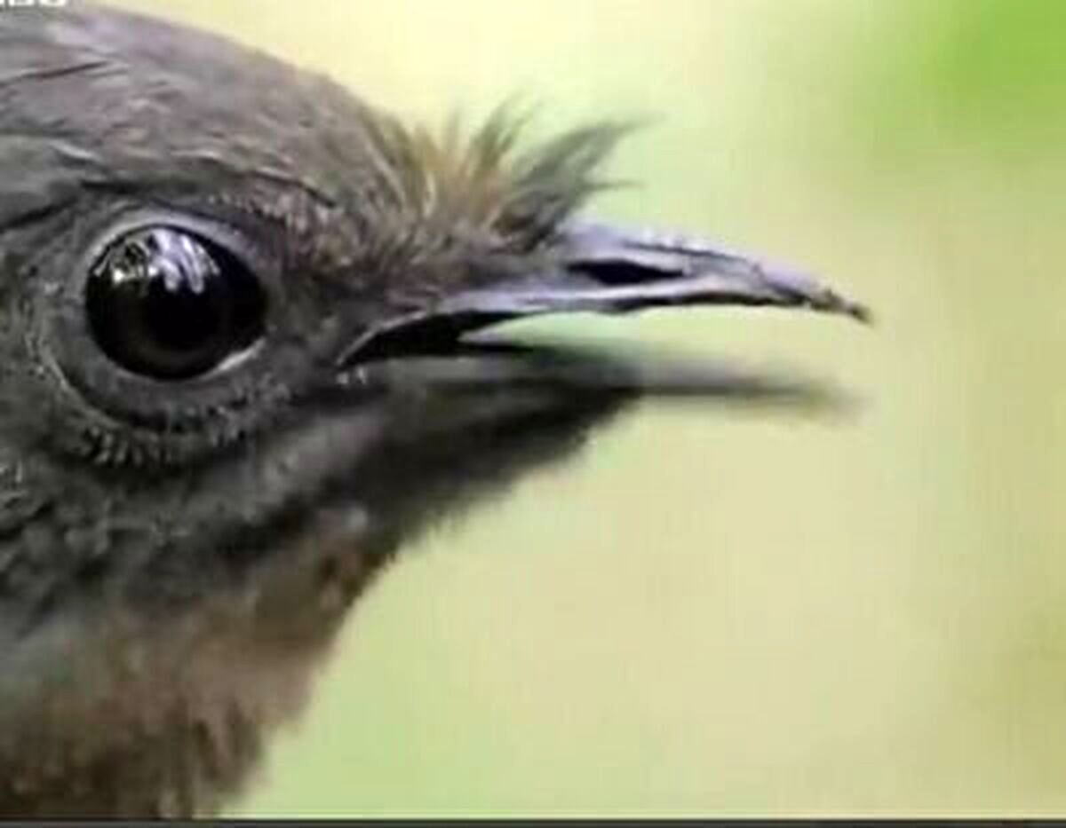 تلاش عجیب پرنده نر برای جلب توجه پرنده ماده با تقلید/ ویدئو