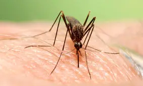 زائران مراقب نیش پشه آئدس باشند/ چگونه از تب دنگی در امان بمانیم