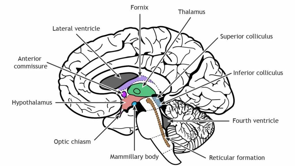 کولیکولوس فوقانی (superior colliculus) در در پستانداران در بالای مغز میانی قرار دارد.