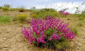 جمع آوری گیاهان کوهی 3 کشته داشت