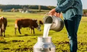 لبنیات سنتی بخوریم یا پاستوریزه؟