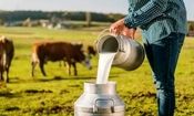 لبنیات سنتی بخوریم یا پاستوریزه؟