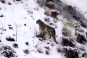 مشاهده پلنگ ایرانی در منطقه شکار ممنوع طالقان/ ویدئو