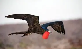 سریع‌ترین جانوران جهان کدامند؟