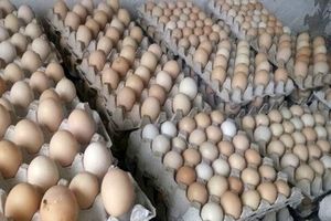 احتکار ۴ تن تخم‌ مرغ در زاهدان