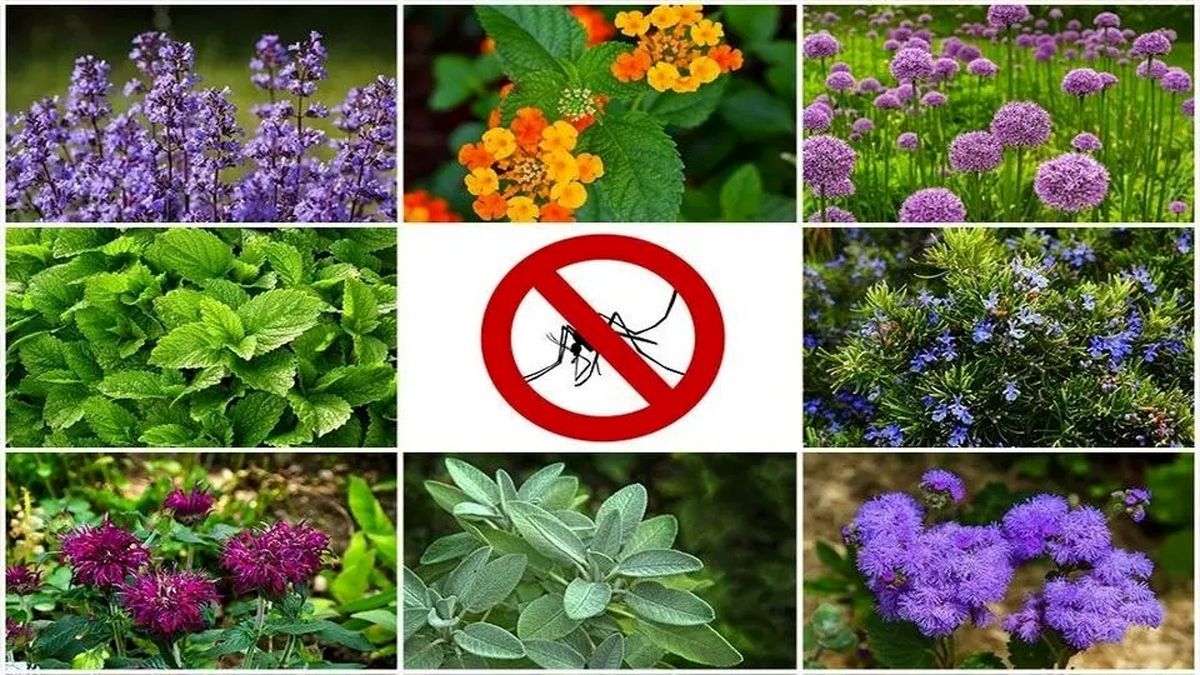 بهترین گیاهان و عصاره های گیاهی برای دفع پشه ها