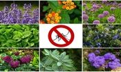 بهترین گیاهان و عصاره های گیاهی برای دفع پشه ها