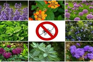 بهترین گیاهان و عصاره های گیاهی برای دفع پشه ها