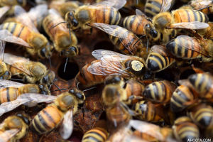 حمله هولناک زنبورها به یک خانواده در انگلیس