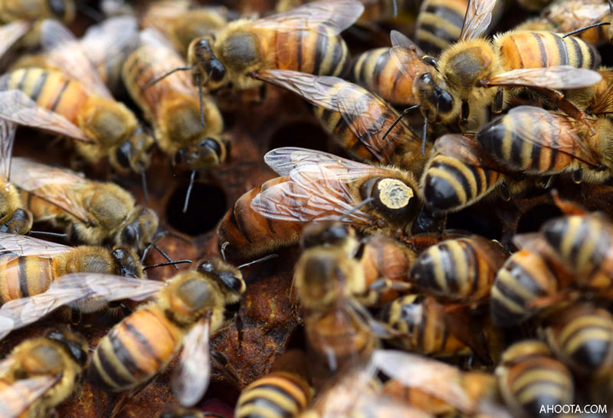 حمله هولناک زنبورها به یک خانواده در انگلیس