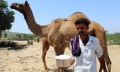 خواص و معایب شیر شتر 