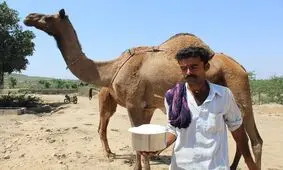 خواص و معایب شیر شتر 