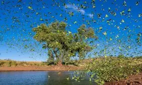 تصاویری شگفت انگیز از هزاران مرغ عشق