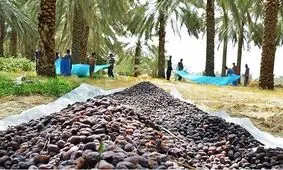 توزیع نامناسب خرمای تنظیم بازاری/ آمار دقیقی از میزان توزیع خرما در دست نیست/ ویدئو

