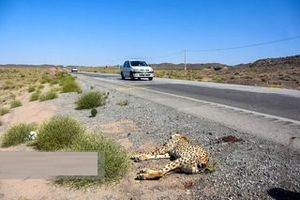 بازگشت چندباره مادر یوز تلف شده به محل حادثه