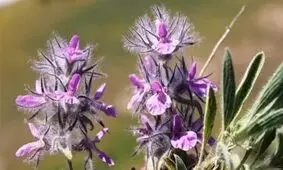 ۷ فایده طلایی چای کوهی برای بدن
