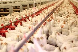 قیمت مرغ زنده کاهشی شد؟