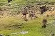 لحظات وحشتناک حمله گله سگ‌ها به یک نوجوان در اردبیل/ ویدئو