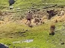 لحظات وحشتناک حمله گله سگ‌ها به یک نوجوان در اردبیل/ ویدئو