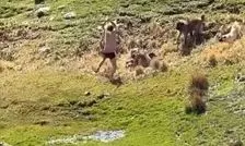 لحظات وحشتناک حمله گله سگ‌ها به یک نوجوان در اردبیل/ ویدئو