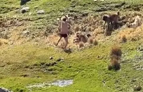 لحظات وحشتناک حمله گله سگ‌ها به یک نوجوان در اردبیل/ ویدئو