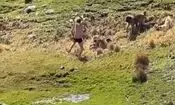لحظات وحشتناک حمله گله سگ‌ها به یک نوجوان در اردبیل/ ویدئو