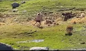لحظات وحشتناک حمله گله سگ‌ها به یک نوجوان در اردبیل/ ویدئو