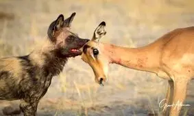  دفاع جانانه اسب آبی از آهو در مقابله با سگ‌های وحشی