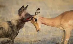  دفاع جانانه اسب آبی از آهو در مقابله با سگ‌های وحشی