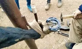 تمیز کردن و تعویض سم اسب‌ ها/ ویدئو