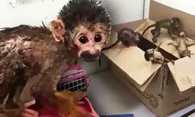 کشف ۵ بچه میمون قاچاق در یک کوله پشتی/ ویدئو