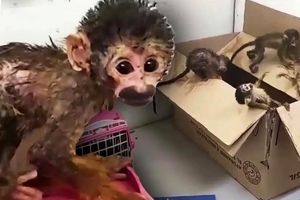 کشف ۵ بچه میمون قاچاق در یک کوله پشتی/ ویدئو