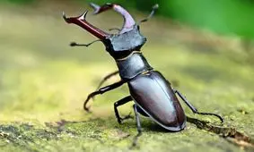 این سوسک را ۹ میلیارد تومان خریدند/ عکس