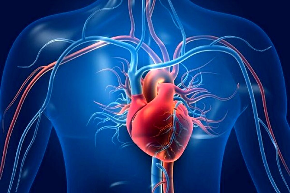 نقش قابل توجه یک مولکول در پیشگیری از سکته قلبی