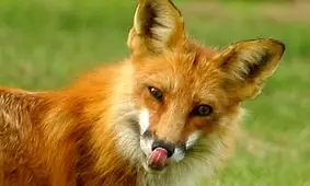 تصاویر لحظه حمله ترسناک روباه به یک خانم | واکنش این زن شجاع را ببینید